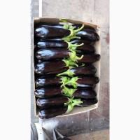 Продам баклажан в Києві гарної якості в об#039;ємі