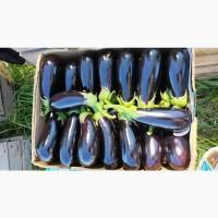 Продам баклажан в Києві гарної якості в об#039;ємі