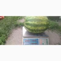Продам кавун з поля сорт Карістан. 100Т