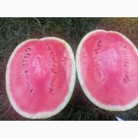 Продам кавун з поля сорт Карістан F1 (7-10 кг)