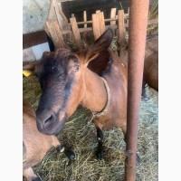 Кози Альпійські