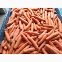 Продам моркву опт / власний імпорт / з ПДВ