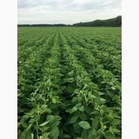 Насіння сої Арніка, еліта (ультраскоростигла, без ГМО)