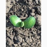 Насіння сої Арніка, еліта (ультраскоростигла, без ГМО)