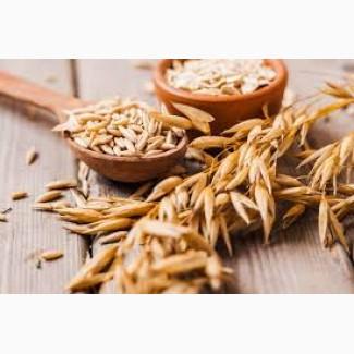 Продам овес 400-500т, Сумська обл, Шостка