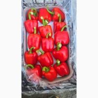 Перець кубік в наявності, та під замовлення