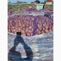 Продам Насіннєву Картоплю опт