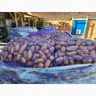 Продам Насіннєву Картоплю опт