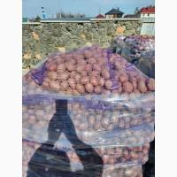 Продам Насіннєву Картоплю опт