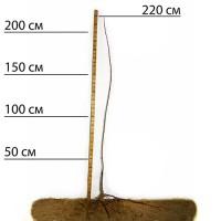 Саджанці плуота Дапл Денді - 1-річний