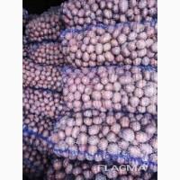 Закуповуємо картоплю з господарств / Приймаємо гурт від 10 тонн