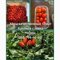 Продам мега качественную помидору сливку и черри