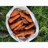 Морква. Абако