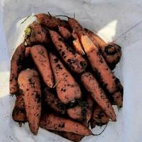 Продам моркву