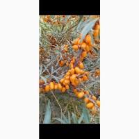 Продам ягоду обліпихи