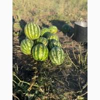 Продам Кавун, сорт Ау Продюсер, Талісман
