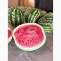 Продам Кавун, сорт Ау Продюсер, Талісман