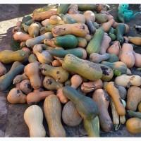 Продам гарбуз, ціна договірна