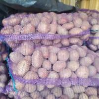 Продам борщевой набор от производителей и поставщиков с 10 тонн