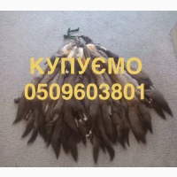 Куплю шкіри/мех/хутро куниці/бобра