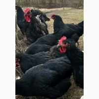 Продам і.я.змвшаних порід Джерсійський гігант Лівенська ситцева