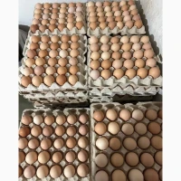 Продаємо курячі яйця, опт