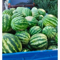 Продам кавун, опт. Сорт продюсер
