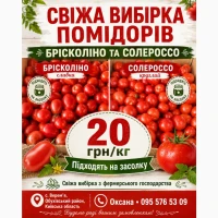 Опт. свіжі помідори брісколіно та солероссо - партія 1–1, 5 тонни