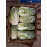 Продам пекінську капусту