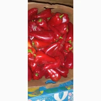 Продам солодкий перець Навігатор оптом 35 грн/кг (Київська обл Обухівський р-н село Верем#039;