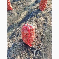 Продам цибулю сорт Дерек