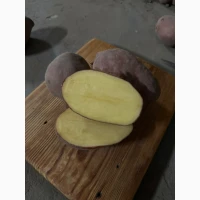Продам картоплю Есмі (Esmee) – елітна голландка