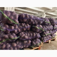 Продам картоплю Есмі (Esmee) – елітна голландка
