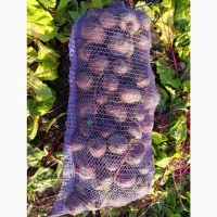 Продам морковь каскад