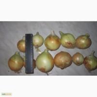 Продам лук оптом Волгоград