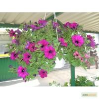 Продам цветы Сульфиния, Киев Оболонь