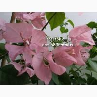 Бугенвиллия Vera Deep Purple, бугенвиллея