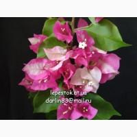 Бугенвиллия Vera Deep Purple, бугенвиллея