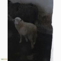 Продам баранчиків