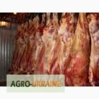 Продам говядину, телятину туши полутуши