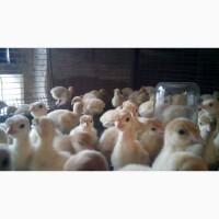 Продам суточных индюшат и инкубационные яица