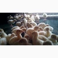Продам суточных индюшат и инкубационные яица