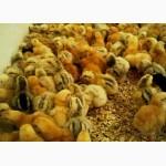 Продам суточных курчат венгерки (Редбро и мастер)