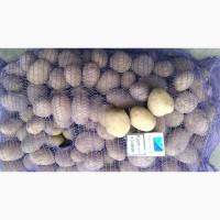 Продам товарный картофель, Наташа, Романо