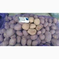 Продам товарный картофель, Наташа, Романо
