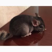 Шиншилла Chinchilla