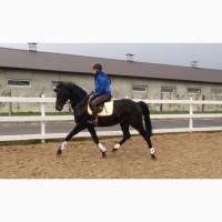 Жеребець УВП