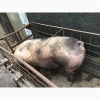 Продам свиней живым весом