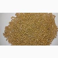 Гірчиця біла