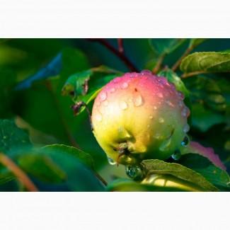 Яблоня Рассвет